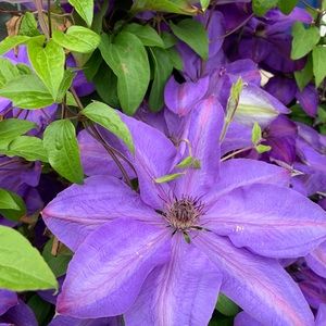 Meet your Posher, Zoe